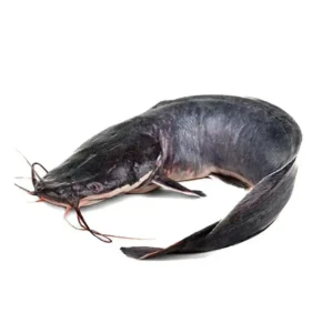 Catfish Box