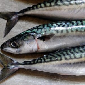 Mackerel Fish
