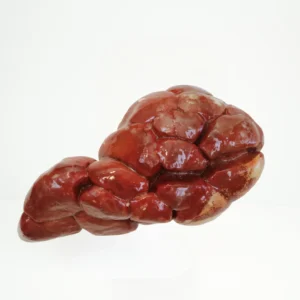 Beef Kidney