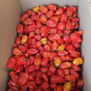 Habanero Pepper (per box)