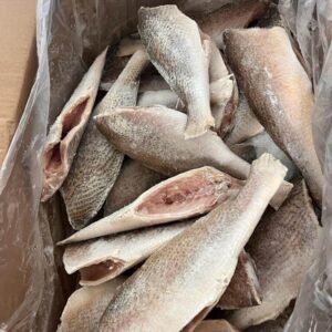 Croacker Fish Box