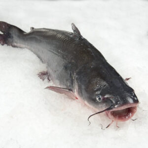 Cat Fish