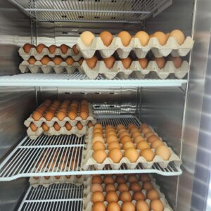 Fresh Organic Eggs