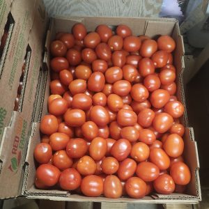 Fresh Roma tomatoes 🍅